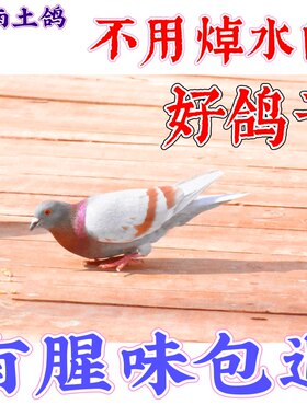 鸽子活1只现杀包邮皖南吴记土鸽