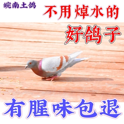 鸽子活1只现杀包邮皖南吴记土鸽