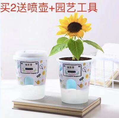 小花农价格 小花农图片 星期三