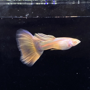 孔雀鱼金粉世家金粉孔雀鱼墨紫白子孔雀鱼精品小型活体可视频挑鱼