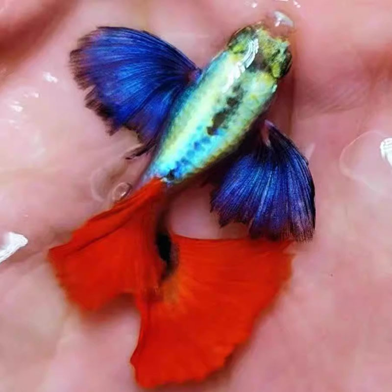 孔雀鱼一鱼一拍对号视频图片下单蓝白飞船黄化欧翼蓝礼服霓虹大耳