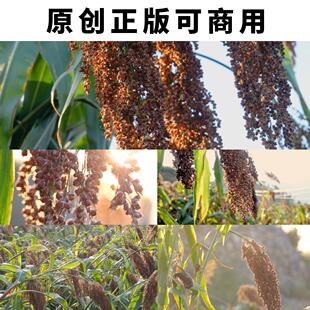 逆光唯美红缨子高粱特写慢镜头4K高清实拍视频素材原创可商用