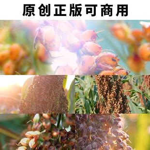 茅台镇红缨子高粱逆光唯美特写慢镜头4K高清视频素材原创可商用