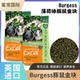Burgess英国进口薄荷豚鼠粮高纤维全年龄荷兰猪主粮天竺鼠饲料