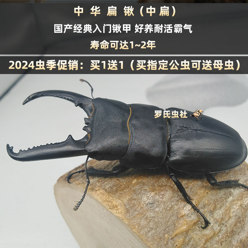 中国大扁锹形虫中华扁锹甲l3幼虫中扁成虫对虫宠物昆虫甲虫活体仙
