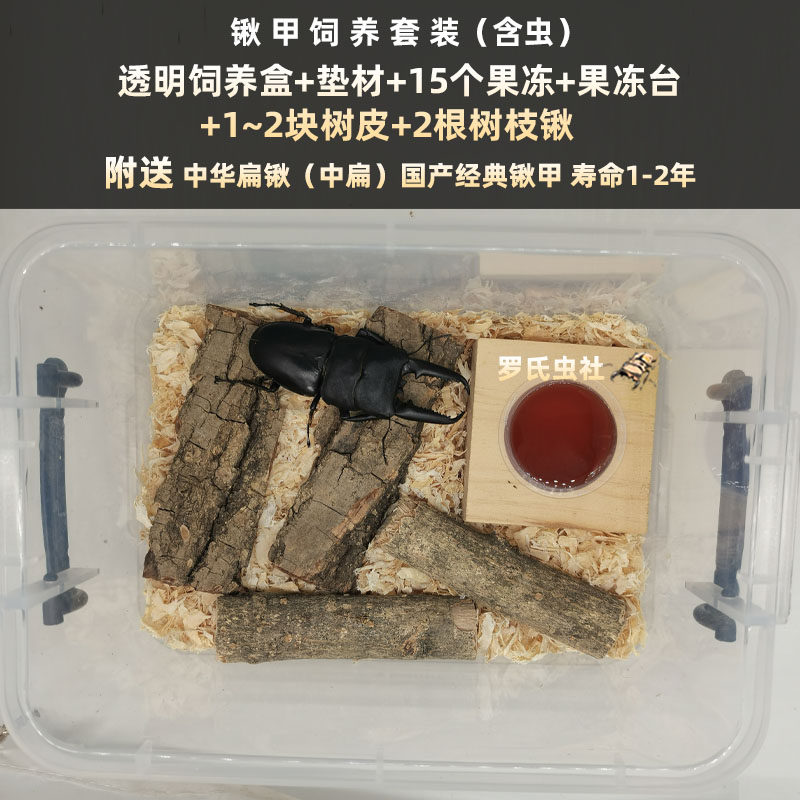 锹甲成虫饲养套餐仙金龟甲虫套装