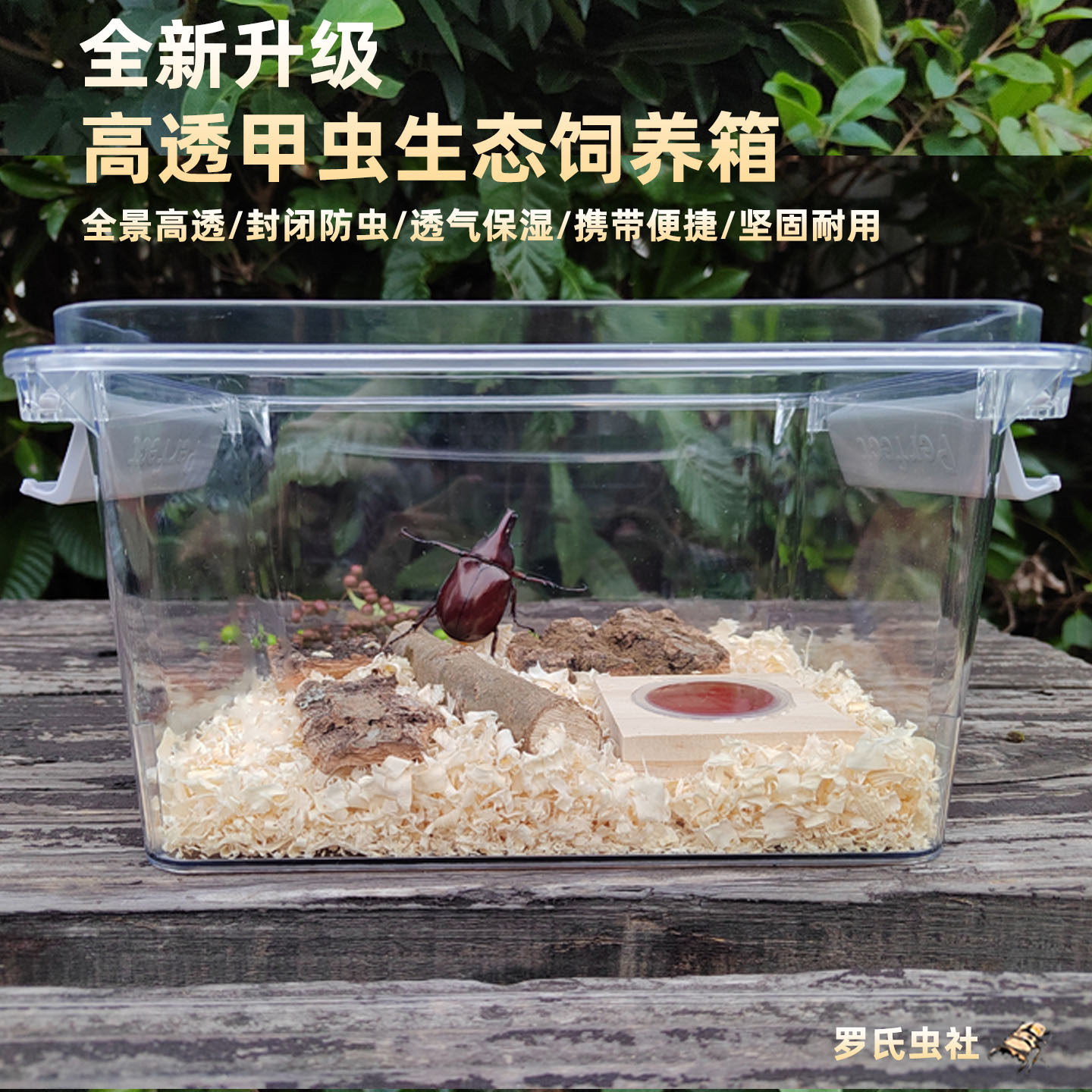 锹甲花金龟姬兜独角仙成幼虫套餐