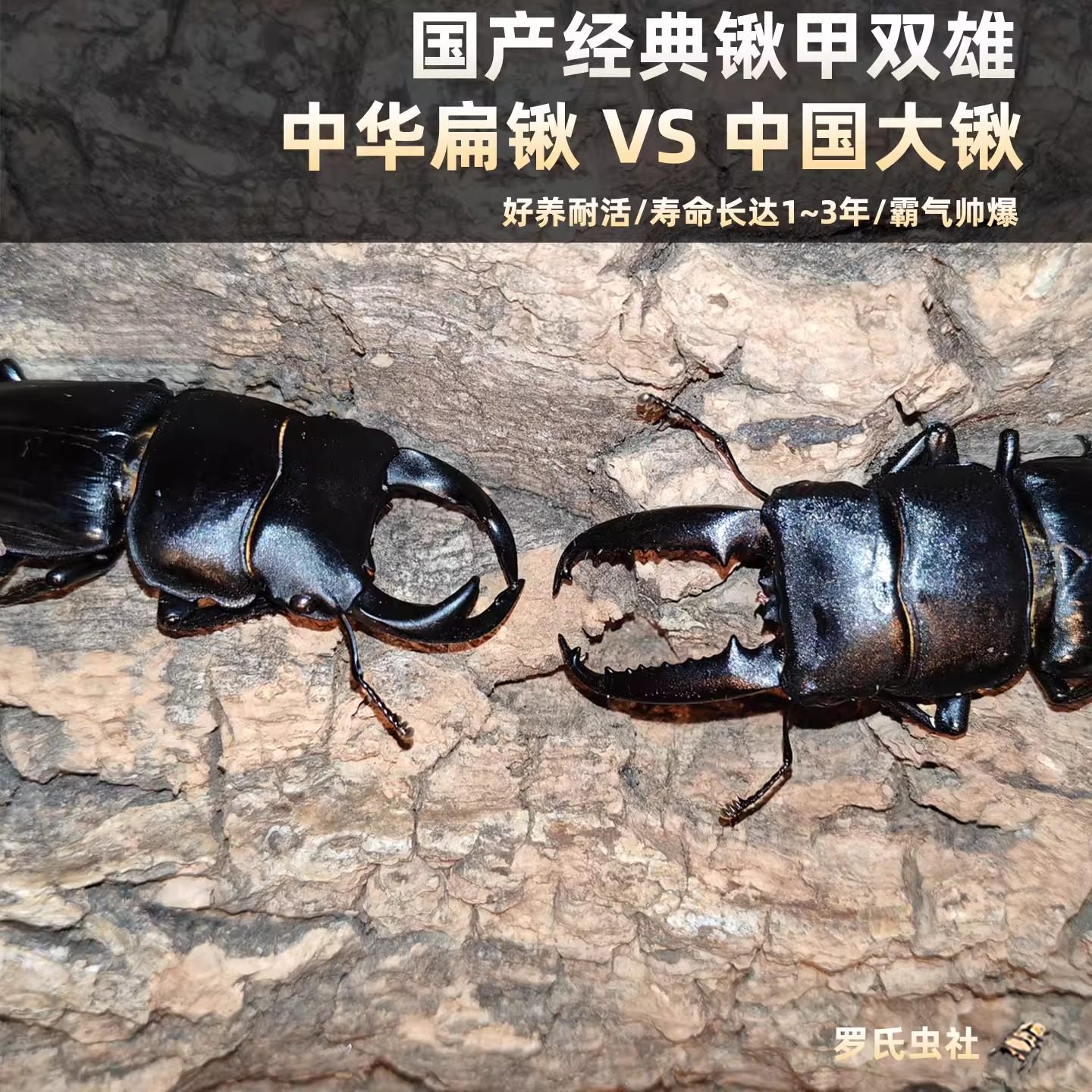 中国大扁锹甲中华扁锹形虫中国大锹甲成虫幼虫宠物昆虫甲虫活体仙,宠物/宠物食品及用品,甲虫,淘宝优惠券,粉丝福利购,淘宝优惠卷