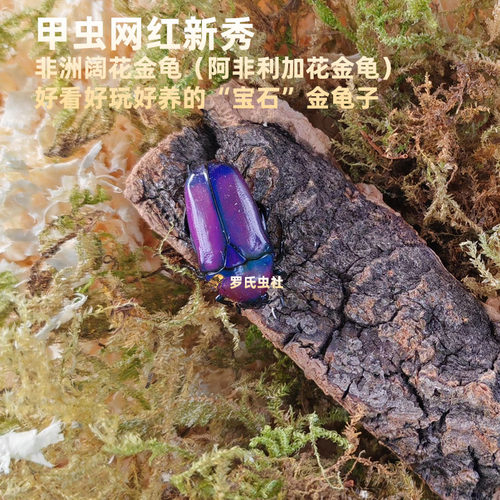 非阔花金龟成虫独角仙活体甲虫