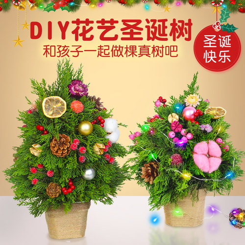 圣诞节新年插花新鲜松枝圣诞树