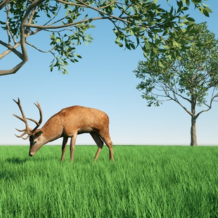 c4d动画源文件241112c4d鹿吃草场景c4d建模场景c4d鹿模型源文件鹿