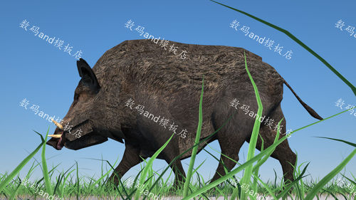 野猪3d模型动画野猪素材obj,fbx,maya野猪绑定3dsmax野猪,c4d野猪