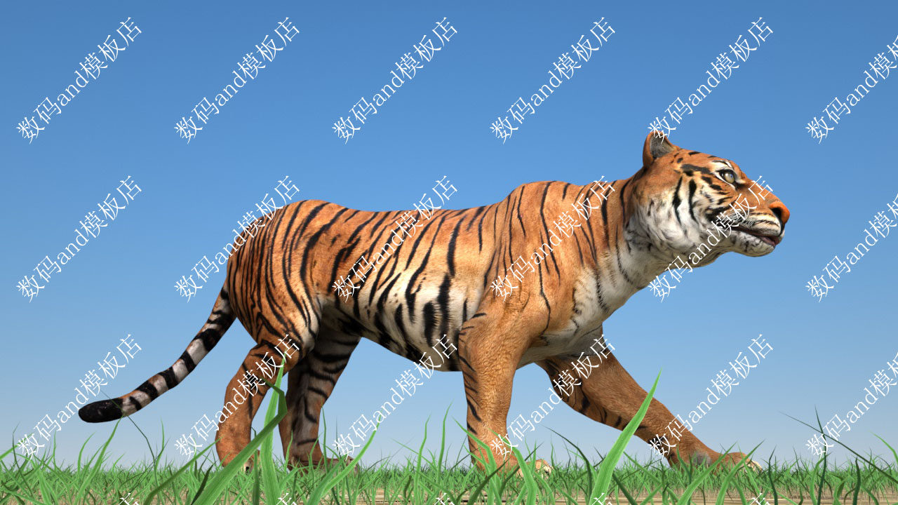 老虎模型骨骼绑定objfbx动画素材maya3dmaxblendec4d老虎三维模型