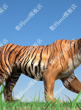 老虎模型骨骼绑定objfbx动画素材maya3dmaxblendec4d老虎三维模型