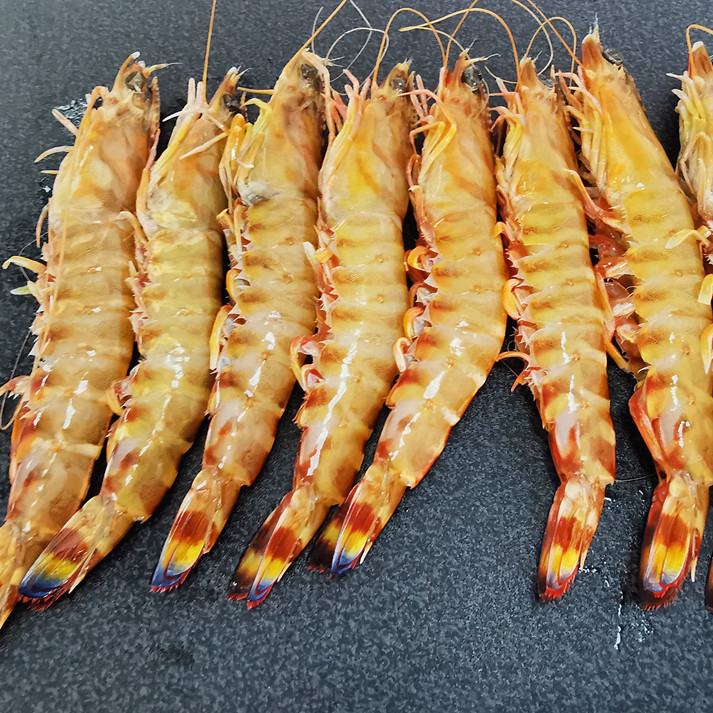 马达加斯加斑节虾1kg 小号/大号 可选 海捕无污染 野生液氮船冻