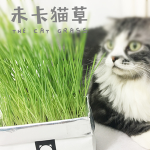 2个包邮 未卡无土有机猫草 一杯水就可养活倒立不洒健康吐毛球