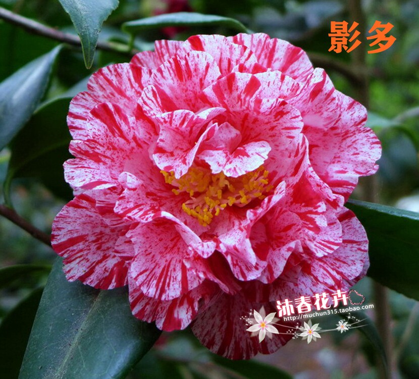 沐春茶花-3-各种国内外名贵茶花品种,黛比/雅子/梦三十/戴氏之歌