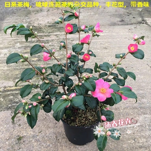 沐春茶花--日本进口品种--古都之乡/琉球连蕊茶的杂交品种/带香味
