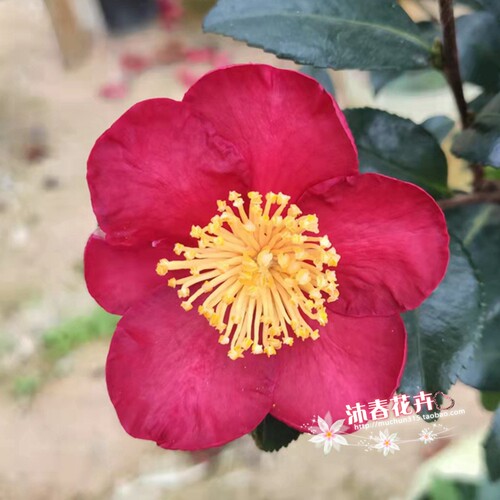 沐春茶花--日本进口品种圣诞红