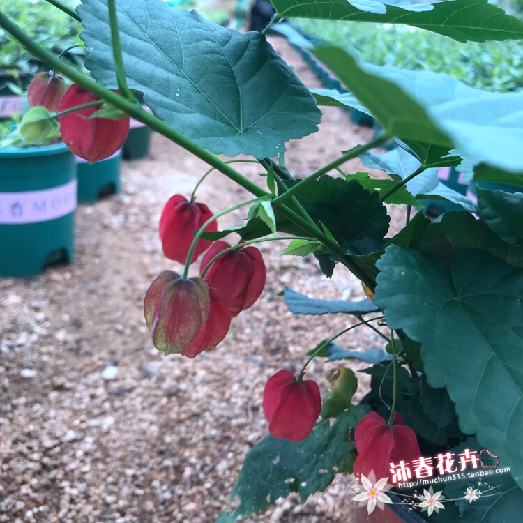 盆栽风铃花阳台庭院爬藤植物