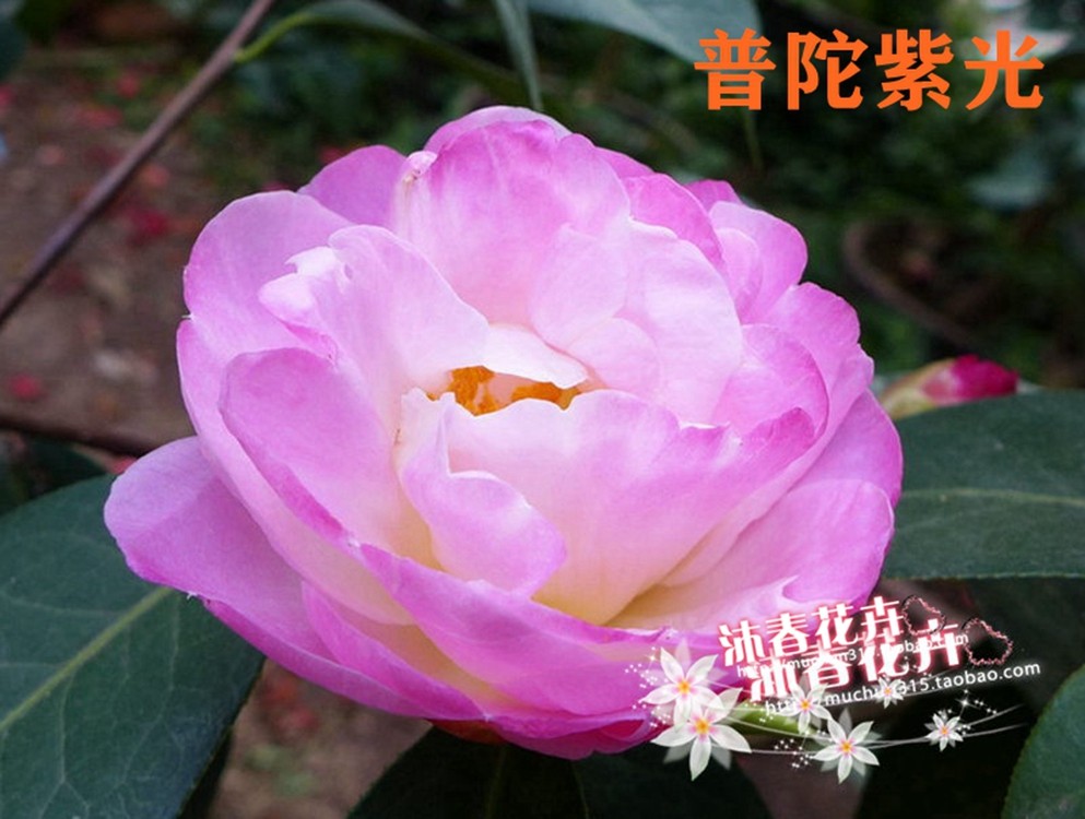 沐春茶花-13-国内外名贵茶花品种,普陀紫光/牡丹皇后/闪烁/秀水