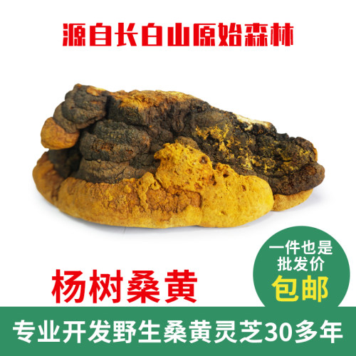 野生灵芝杨树桑黄优惠打折促销