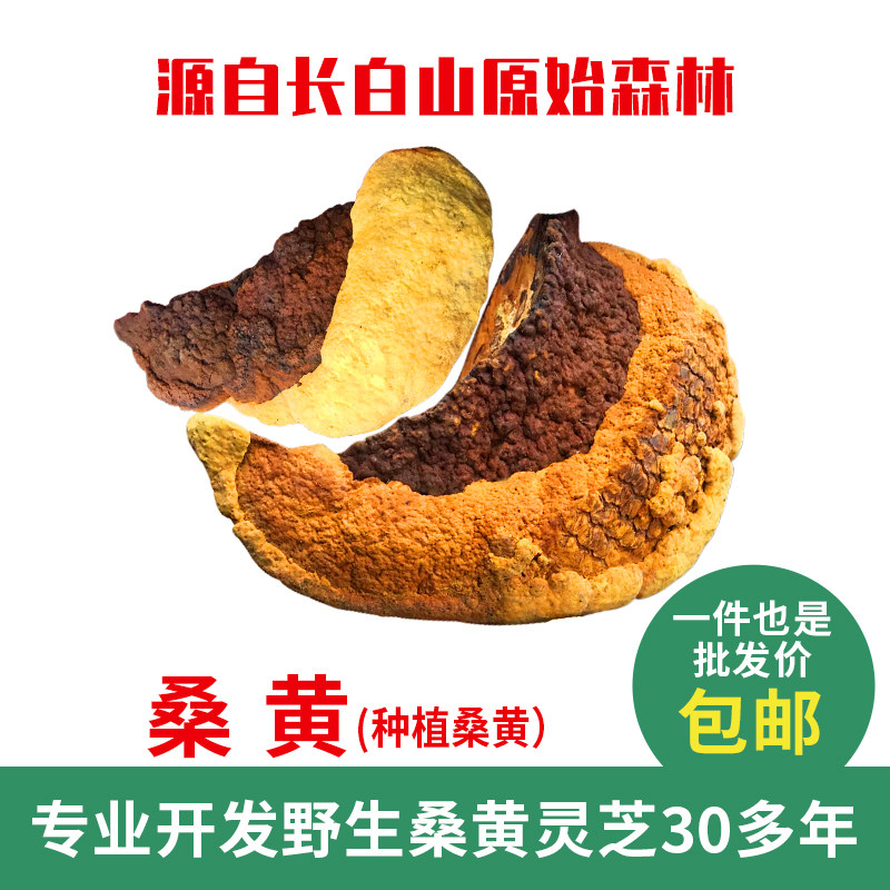 桑黄灵芝栽培桑黄四年生采摘品质保证1公斤600元包邮