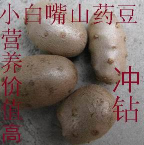 19年老店现摘 山药蛋 白山药豆比垆土铁棍山药豆 更好吃安平特产