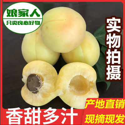 2026年鲜果香白杏河北特产遵化银白杏香甜大杏子产地直发新鲜水果