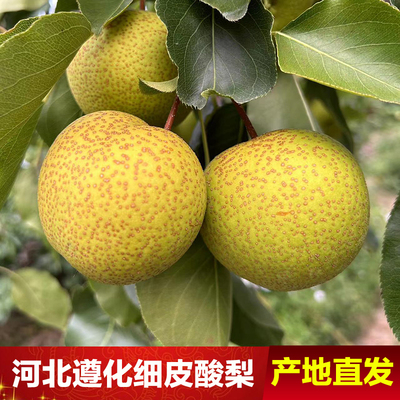 河北遵化脆酸梨唐山特产安梨酸甜多汁唐山细皮薄皮山坡梨无渣新鲜