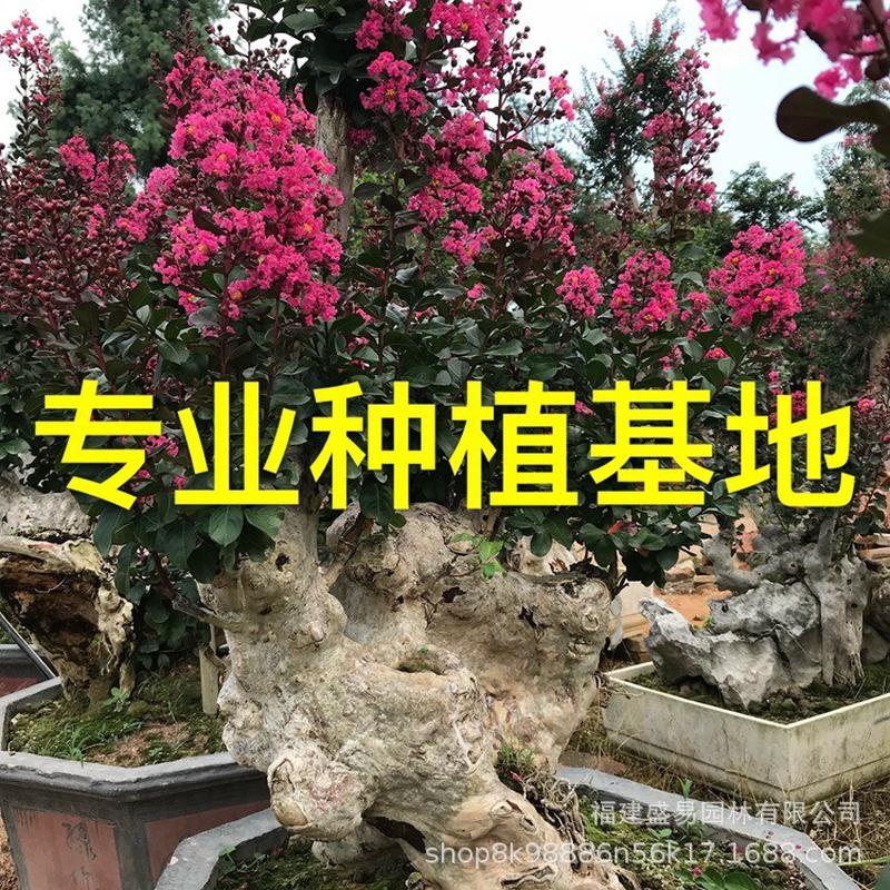 山东安徽桩头紫薇紫薇桩批发浙江紫薇树桩造型紫薇桩景价格