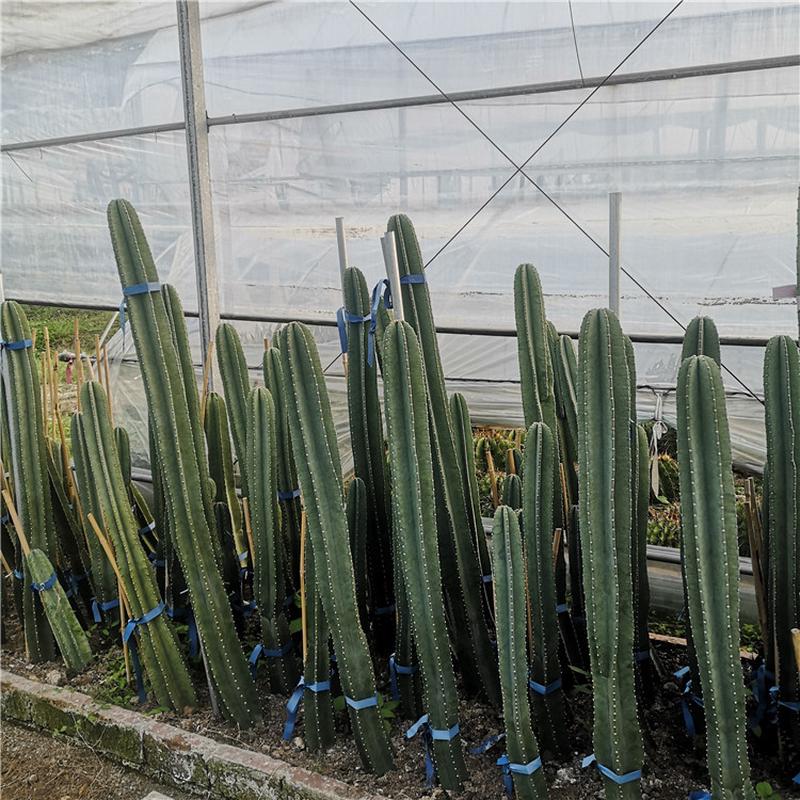 量天尺仙人柱无刺天轮品种1-2米盆栽组合柱沙生植物景观工程实例