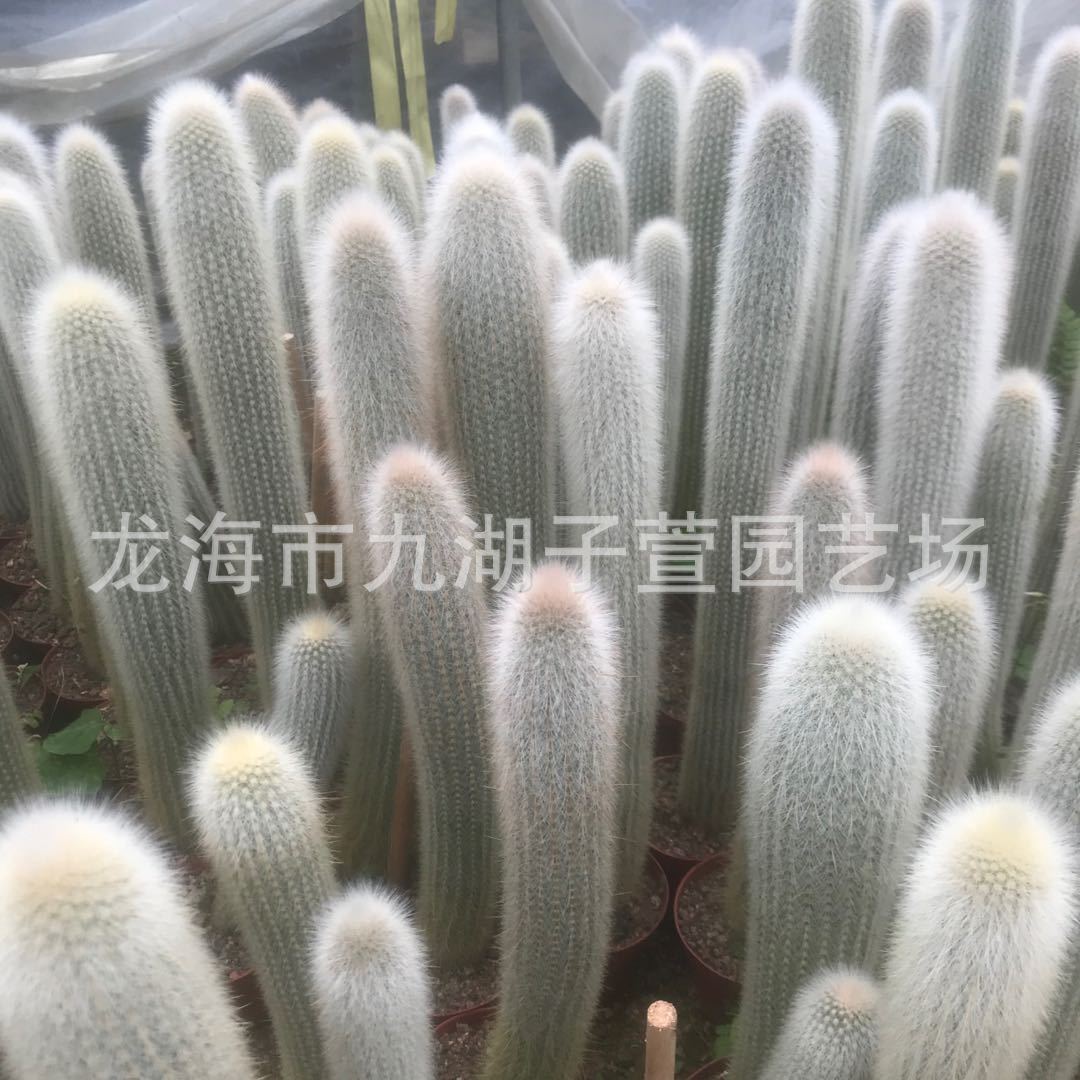 盆栽观赏绿植吹雪柱仙人景观仙人掌仙人球绿色植物柱盆景盆栽