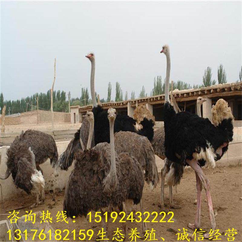 鸵鸟鸵鸟批发非洲鸵鸟饲养管理鸵鸟种蛋价格山东苗养殖场,宠物/宠物食品及用品,兔,淘宝优惠券,粉丝福利购,淘宝优惠卷