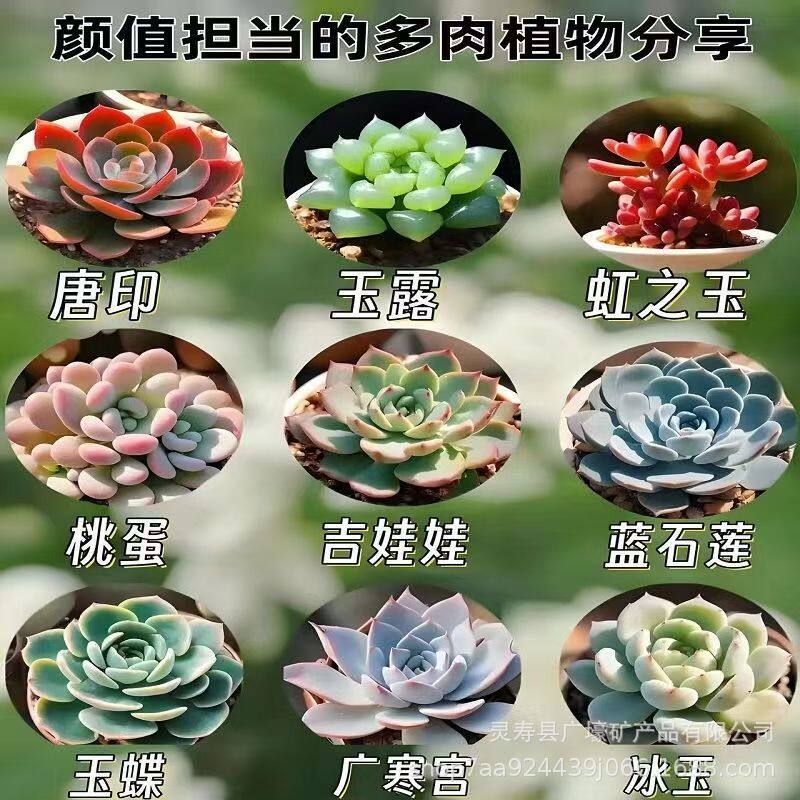 阳台种菜种花营养厂家直发草炭土土微景观多肉泥炭混合育苗