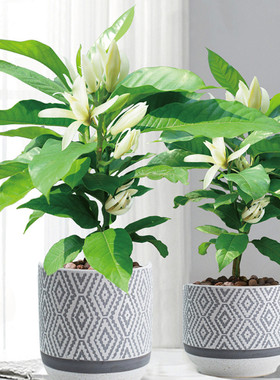 白兰黄兰浓香庭院花园阳台多年生四季种植易成活净化空气易成活