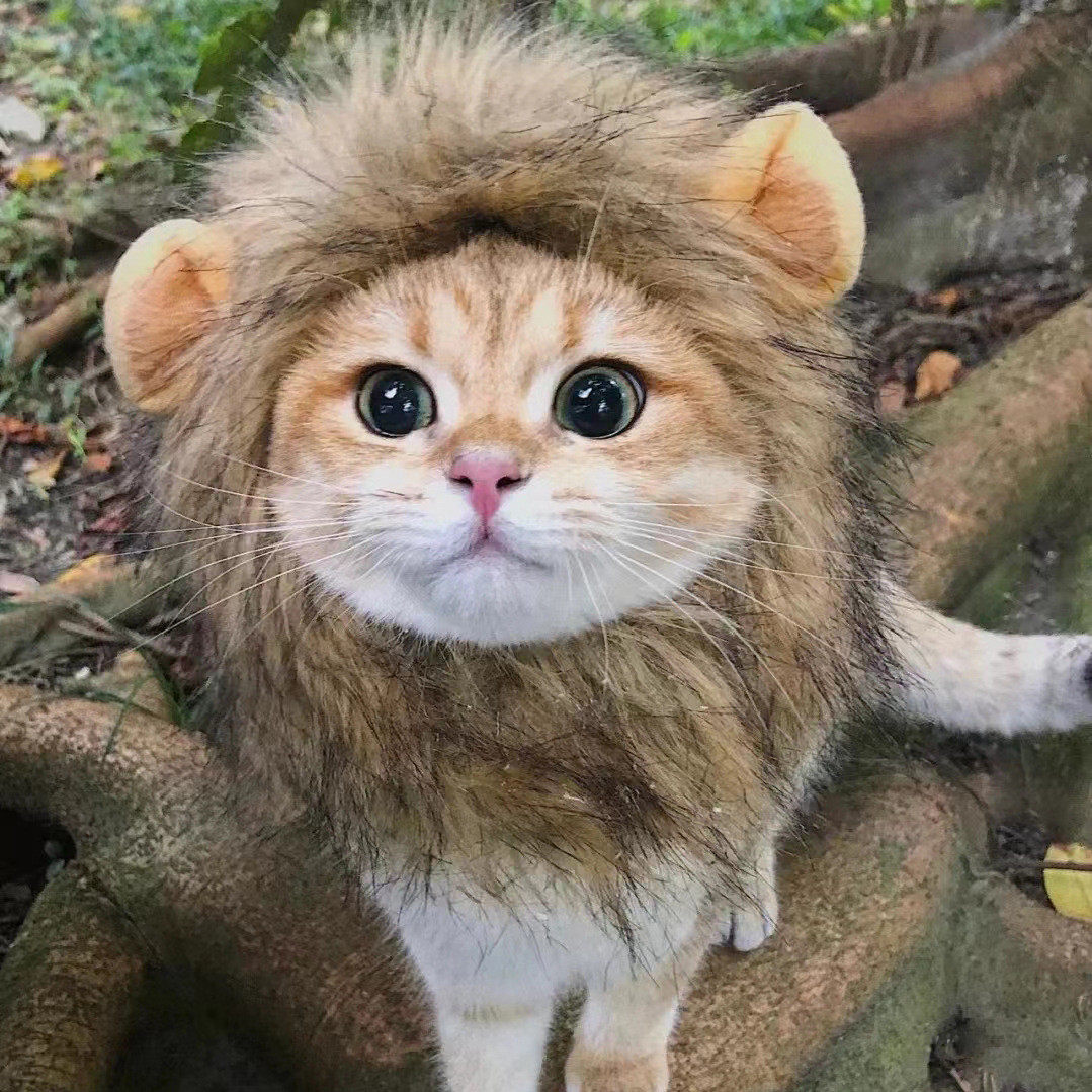 网红宠物猫咪狮子头套兔子耳朵青蛙小熊宠物帽子搞怪头饰装扮批发
