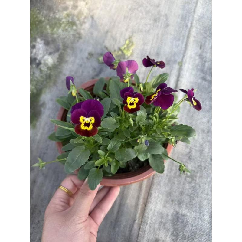 大花冬季三色堇耐寒草花猫脸花三色堇花苗盆栽地栽绿化苗多色包邮
