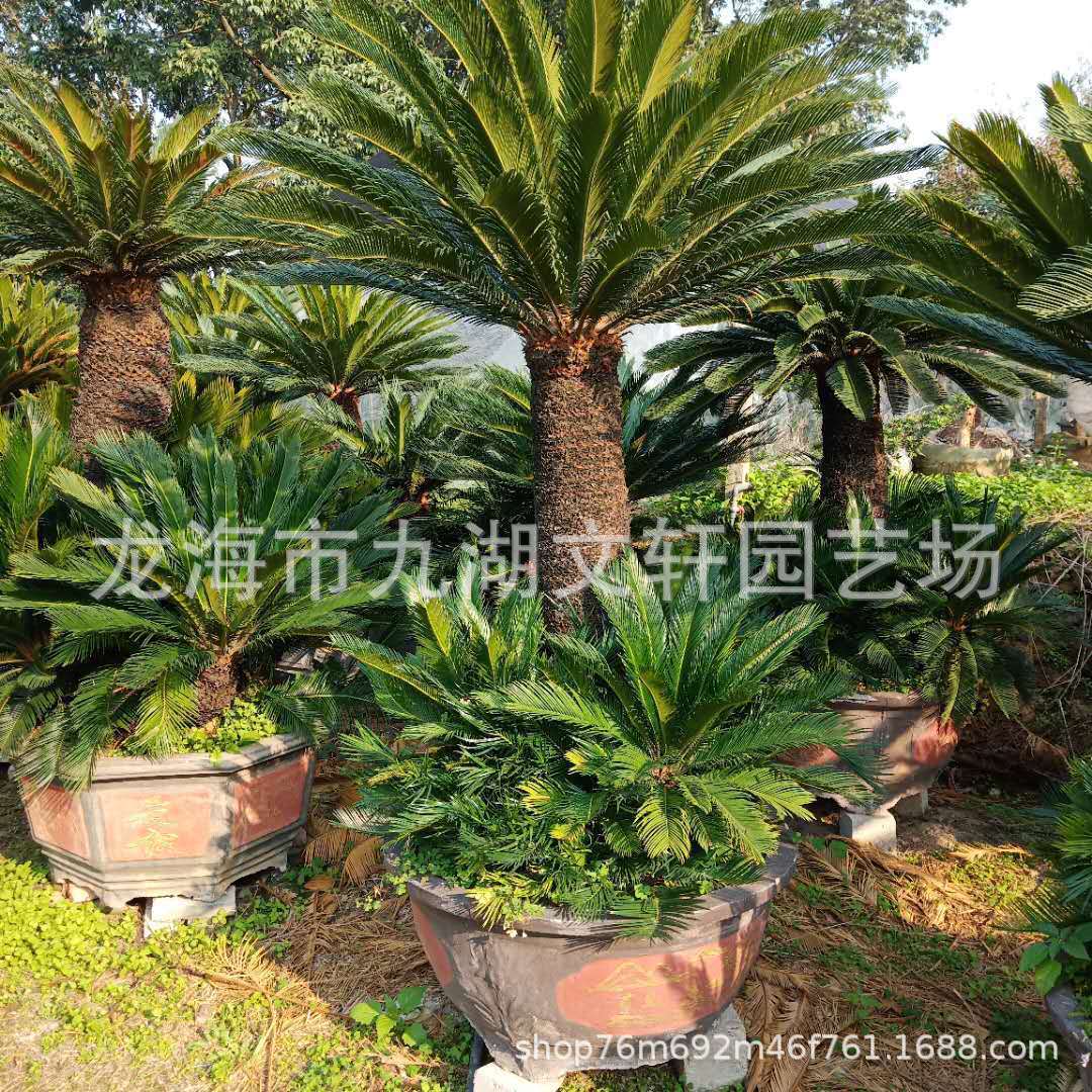 广东征产地种植批发多头铁树盆景绿化铁树迁铁树出售