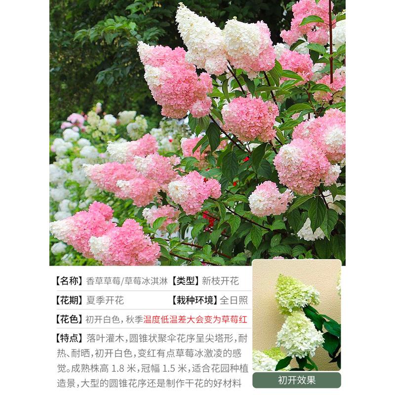 草莓庭院灌木耐寒花园耐晒植物盆栽苗花卉香草外海蒂室的圆锥绣球