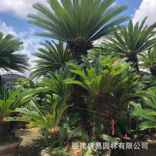 批发价格铁树盆景丛生铁树大铁树基地造型铁树盆景铁树多头