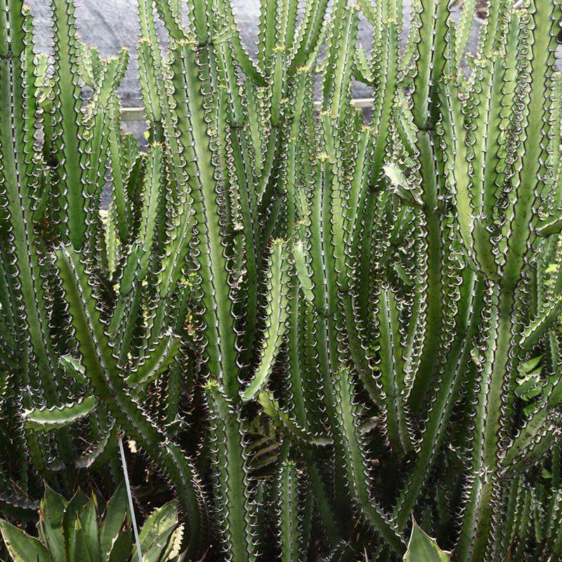 漳州沙生植物自家展览大戟科盆栽绿威麒麟植物园林基地观光园