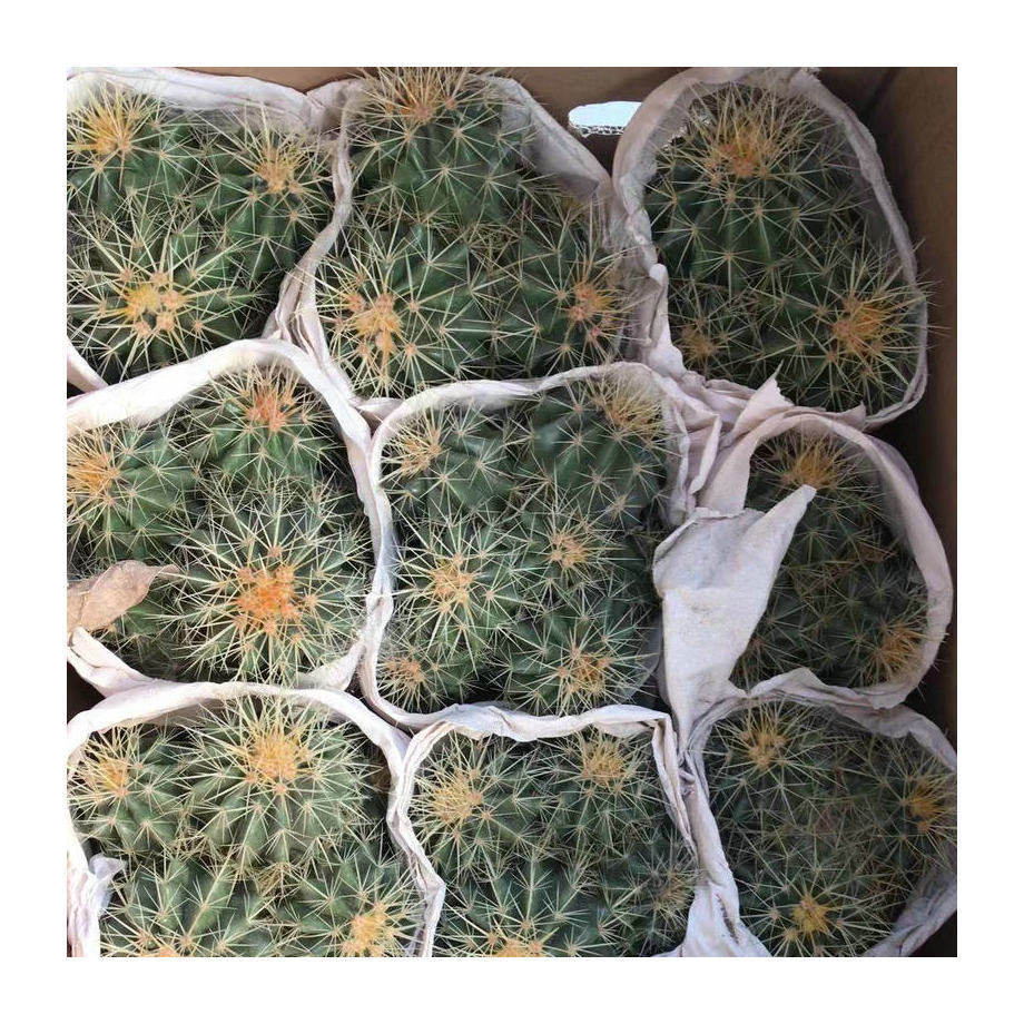 盆栽办公室植物多头金虎仙人球批发牡丹桌面多肉植物小盆栽绿植