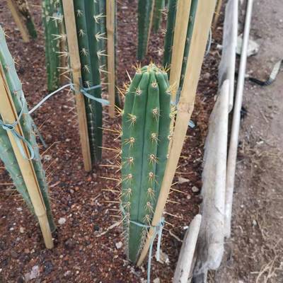 大智景观多闻柱仙人柱沙漠多肉植物仙人掌好管理冠沙漠绿植