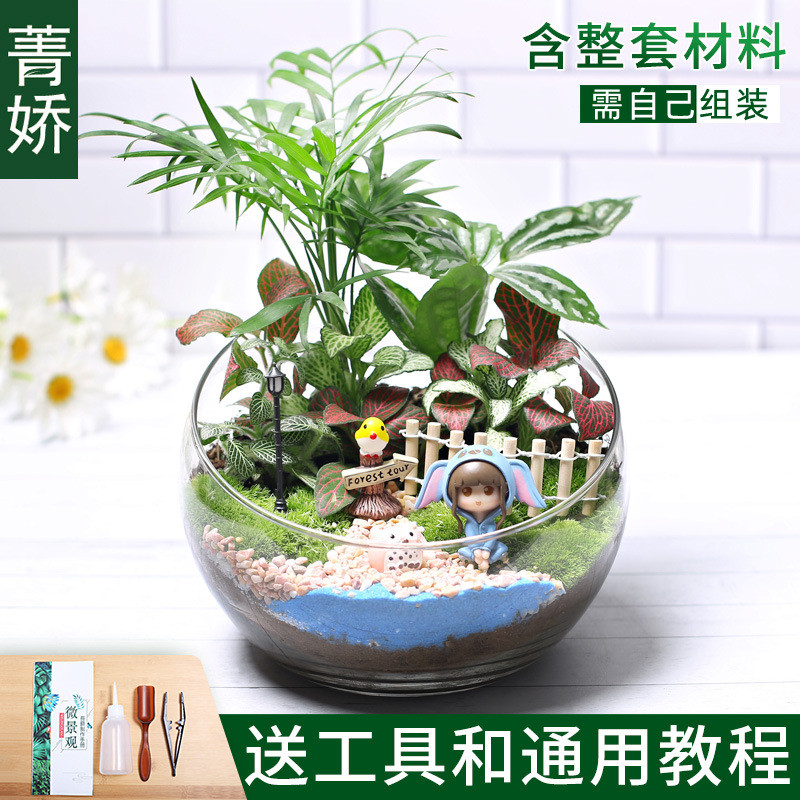 18切材料包种植小盆栽diy鲜活植物苔藓微景观儿童生态瓶创意套装