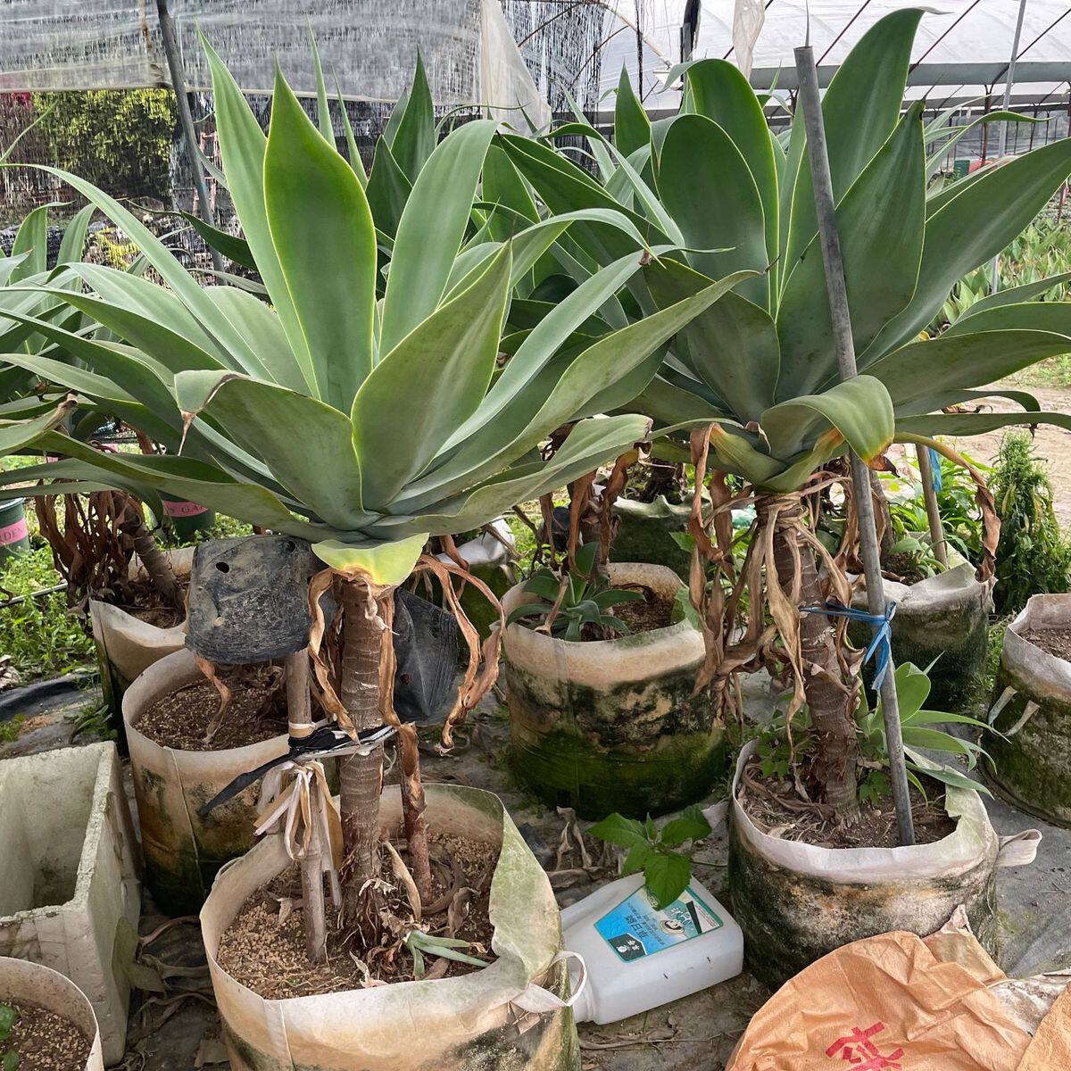 福建仙人球基地批发沙生科造景龙舌兰植物仙人掌产地报价