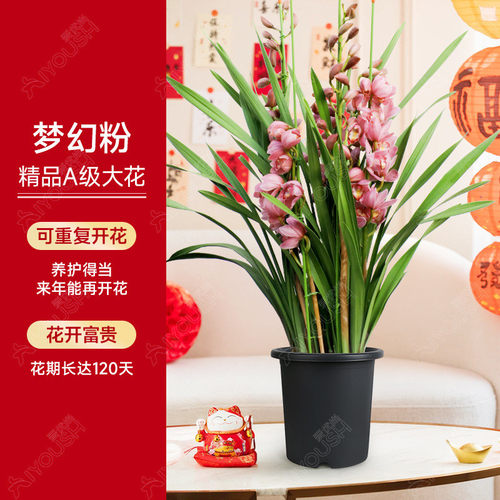 大花蕙兰盆栽直兰带花苞花剑绿植室内好养年宵花客厅喜庆花卉植物