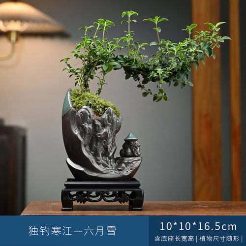 六月雪盆栽办公室桌面室内植物客厅好养摆件禅意盆景茶室黄杨绿植