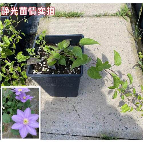 静光铁线莲二类大系早花花基地直销量大从优