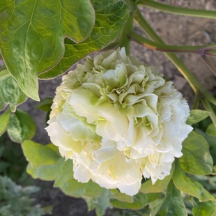 牡丹幕隐玉绿牡丹花苗盆栽牡丹庭院地栽阳台洛阳绿花卉牡丹树花苗